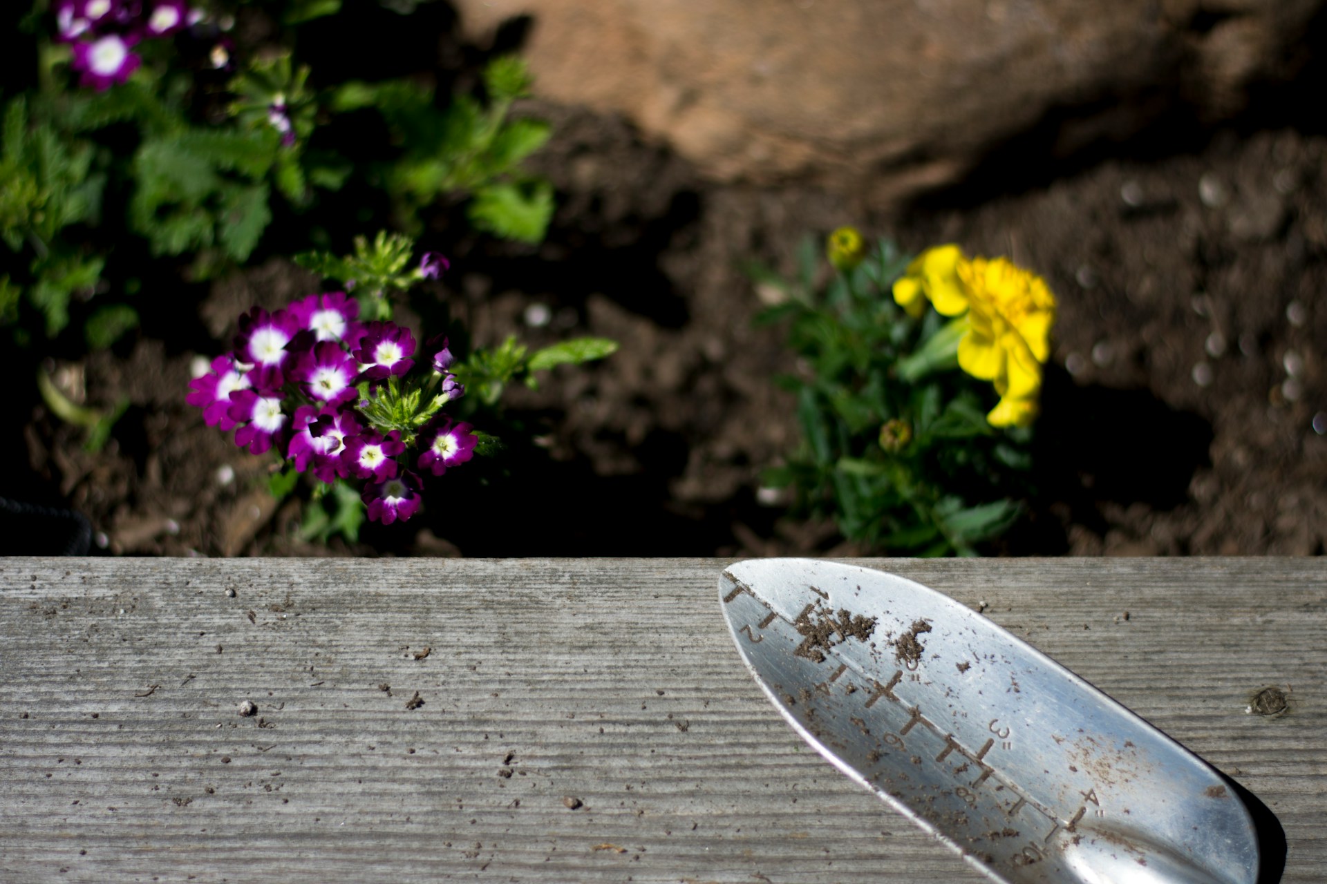 Living Mulches